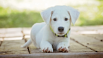 Pets & Livestock