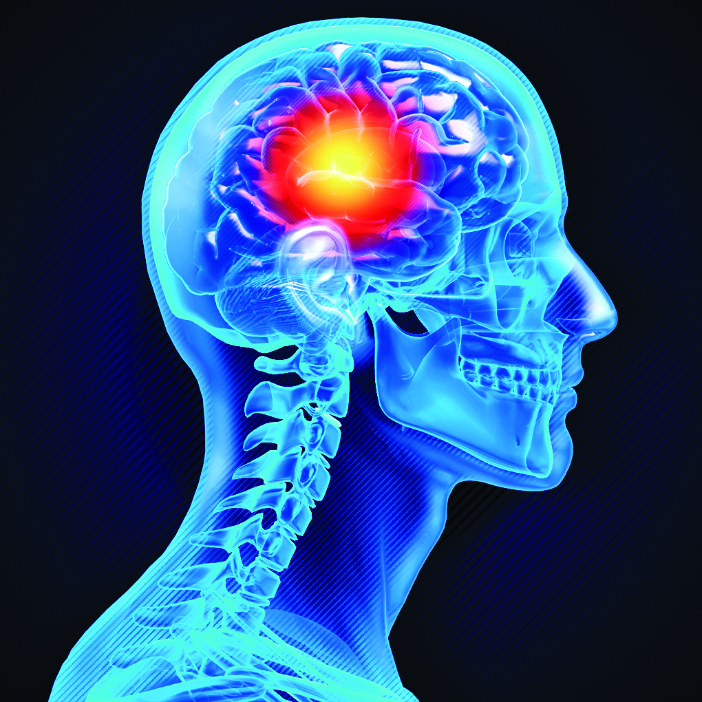Human Brain