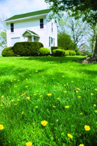 lawncare