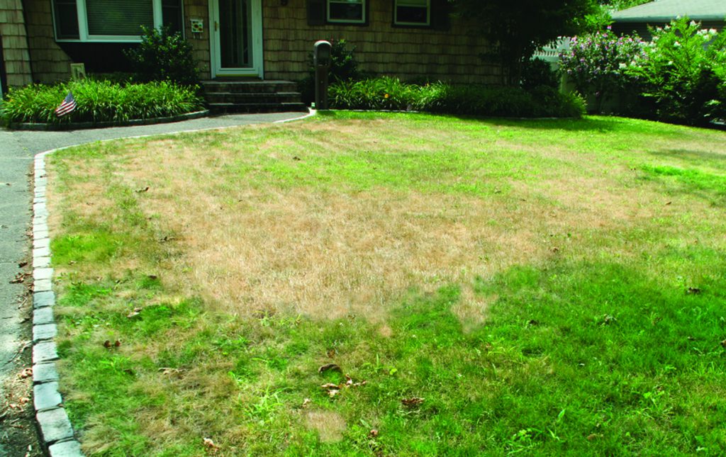 Repair Dead Grass