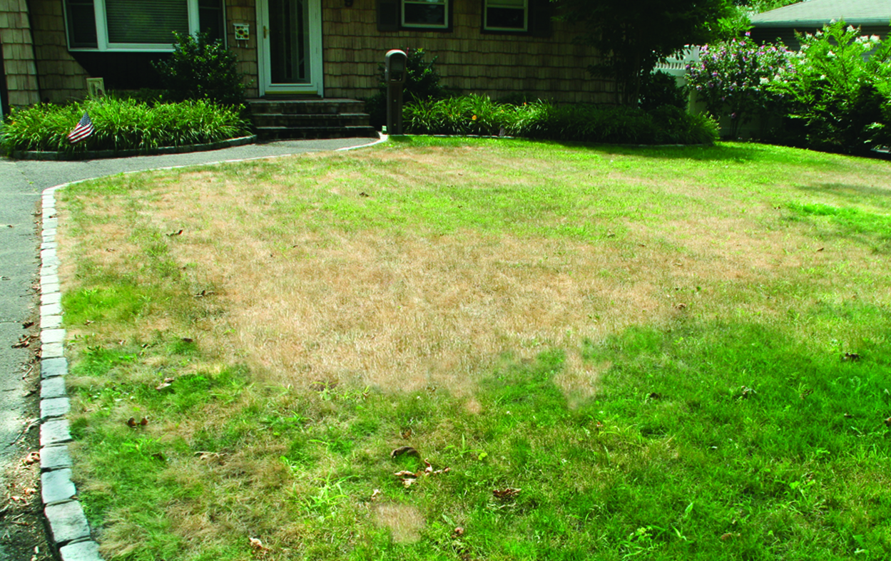 Repair Dead Grass