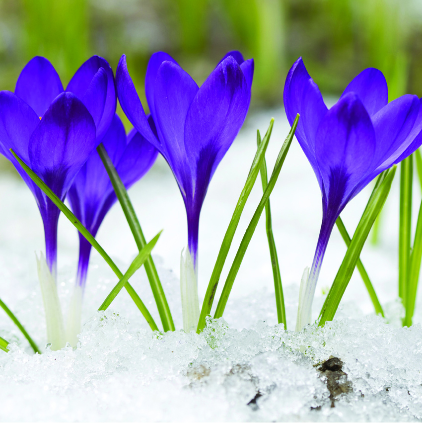 Early-Blooming Spring Flowers