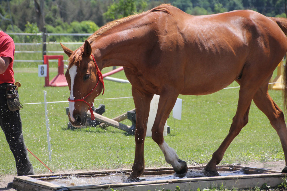 Obstacle/Desensitization Horse Play Day