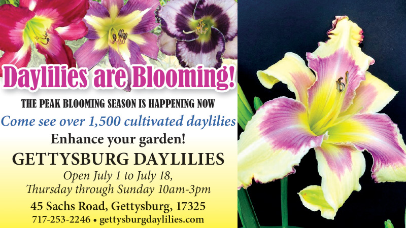 Gettysburg Daylilies