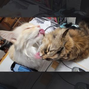 frankie and chewie