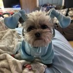 chewy