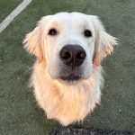 mav