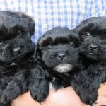 oakley asher jasper