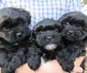 oakley asher jasper