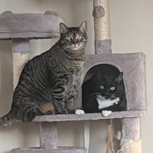 peanut tabby and jessy tux 