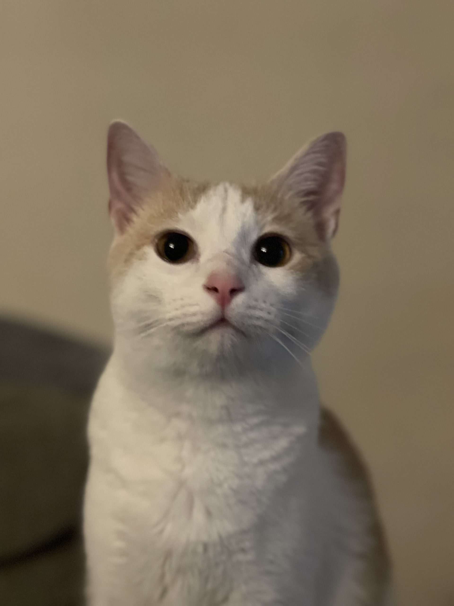 Denki