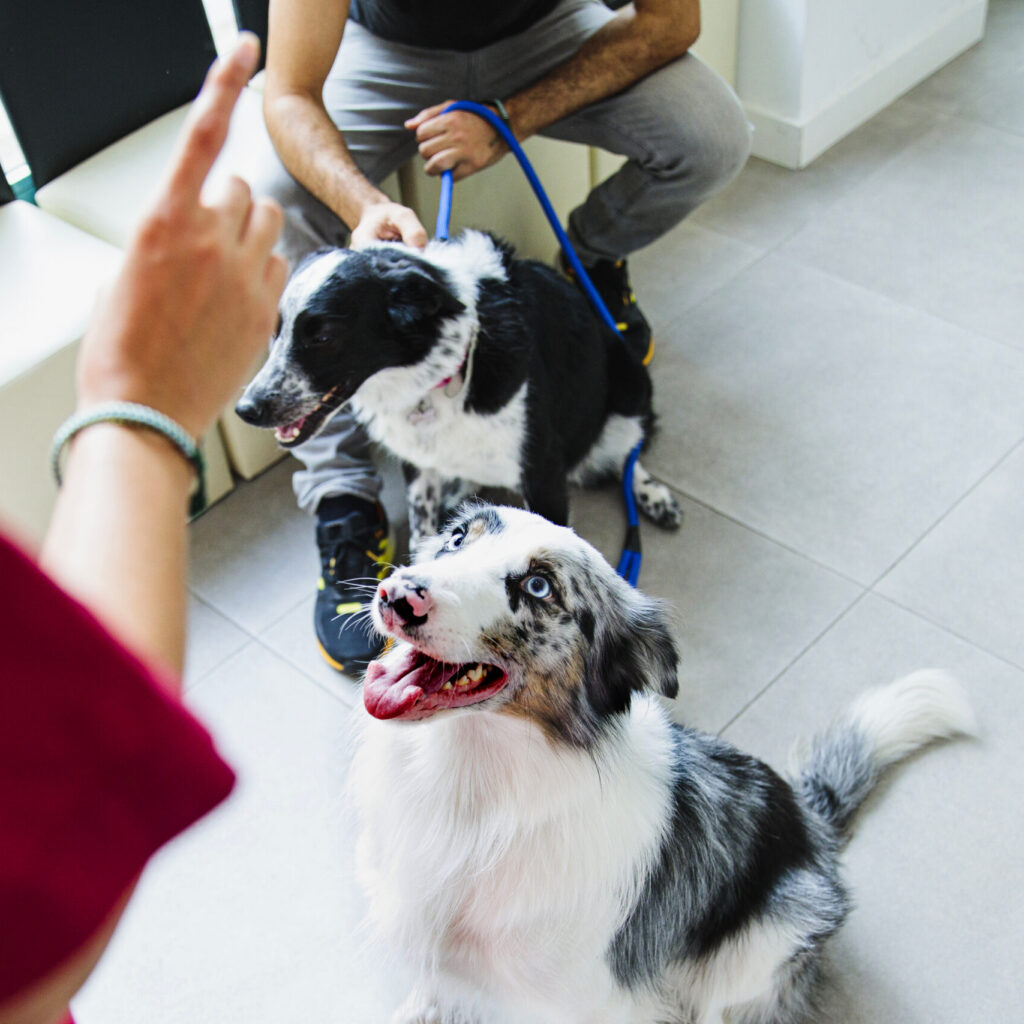tips for successful dog training