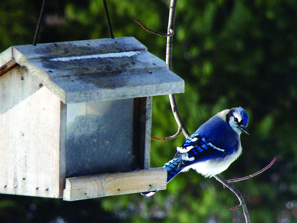 attract winged friends with these bird feeders