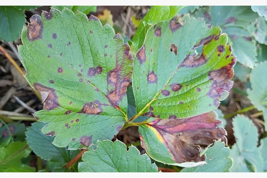 Strawberry Disease Identification
