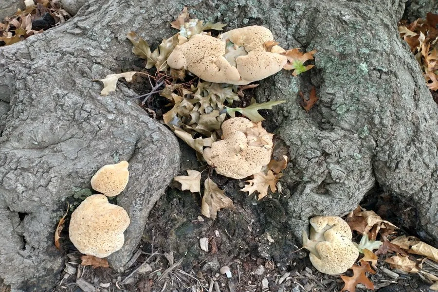 Mushrooms and Tree Decay