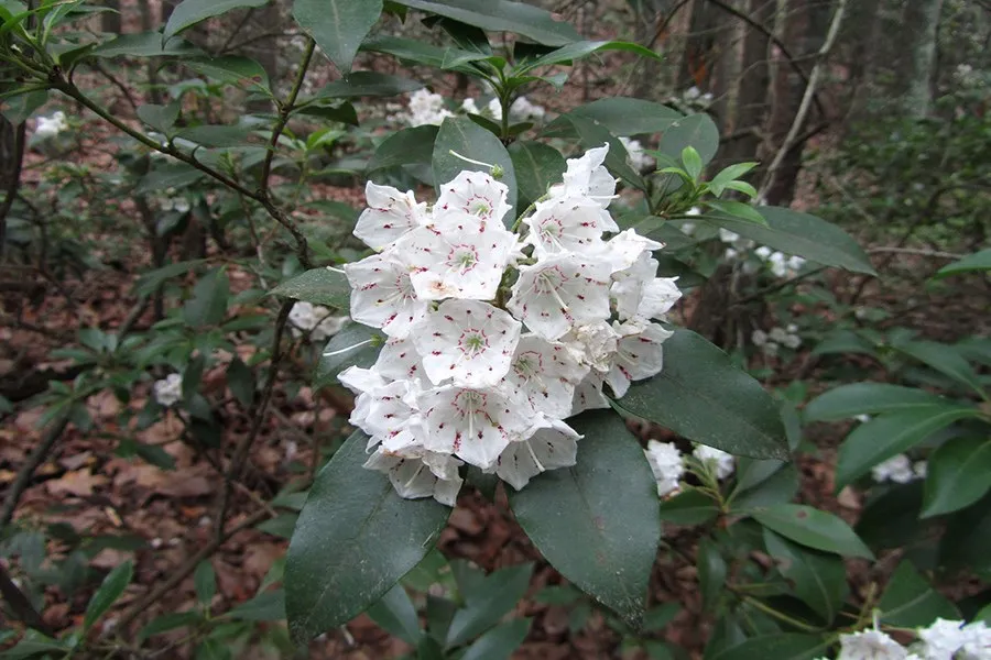 underutilized trees and shrubs