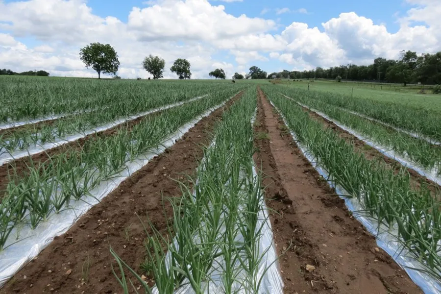 Onion Bacterial Diseases