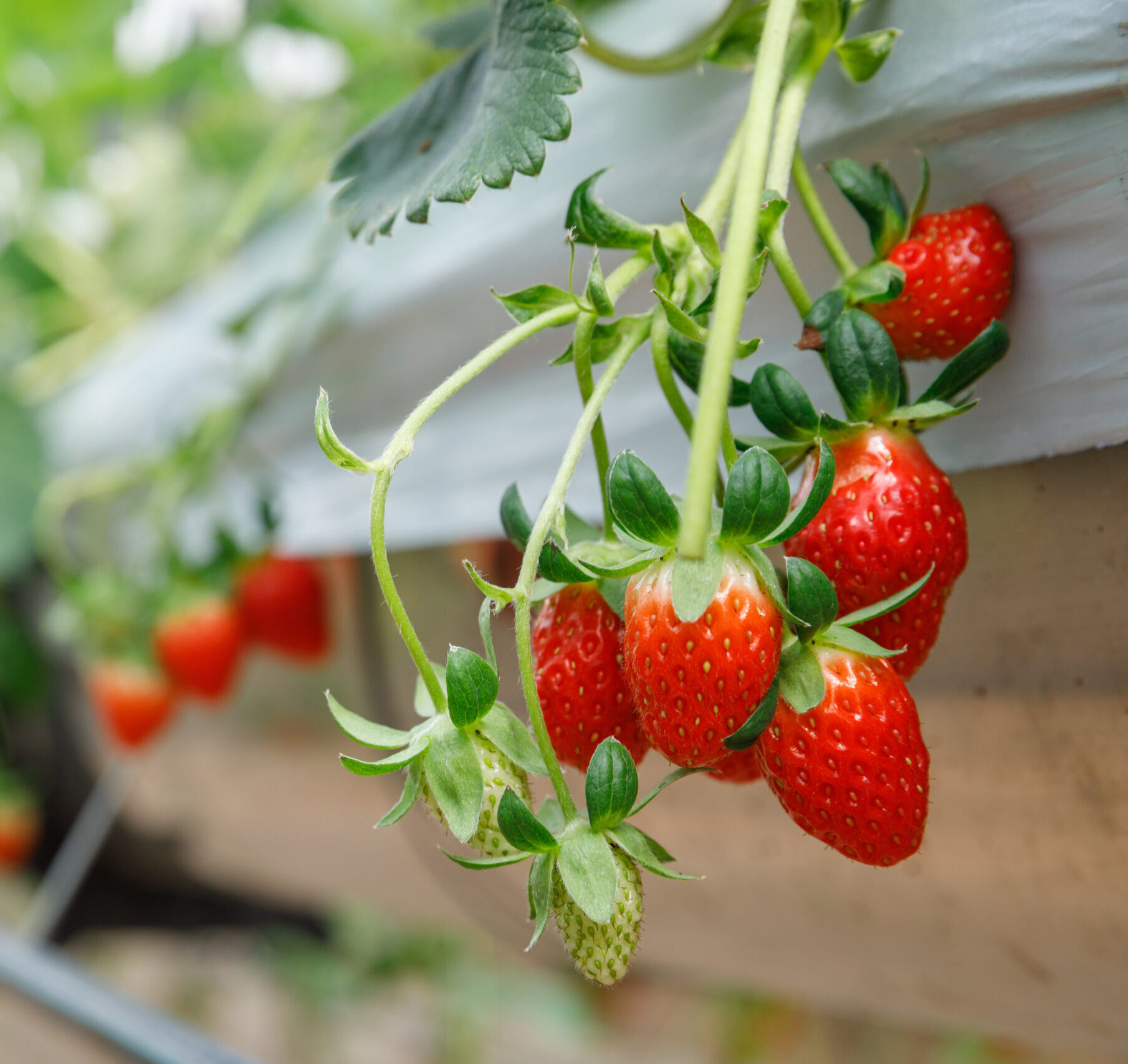 Strawberry Twilight Meeting