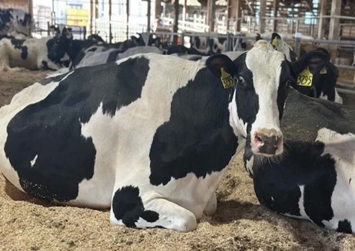 Cow-Comfort-Penn-State-Extension